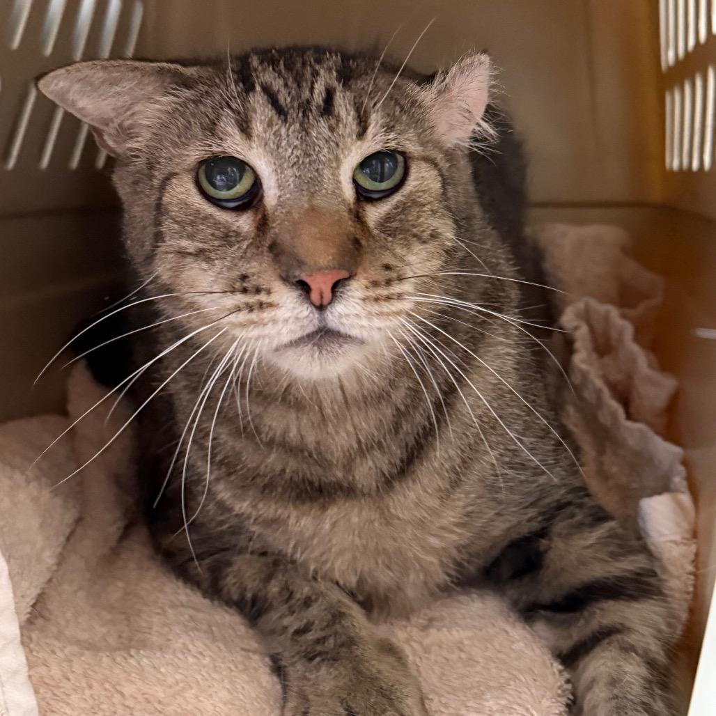 Sawyer, Adoptable, Senior Male Domestic Short Hair.