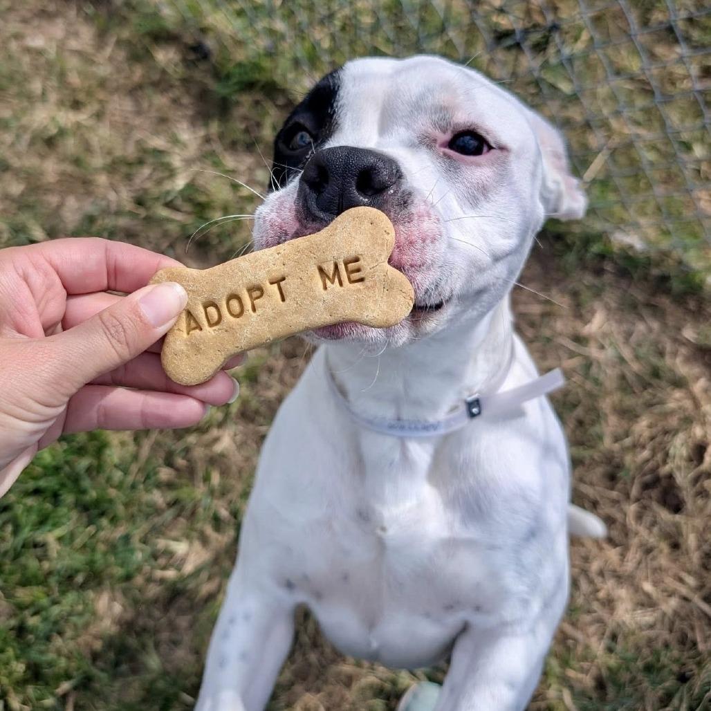 Minnie, Adoptable, Young Female American Staffordshire Terrier.