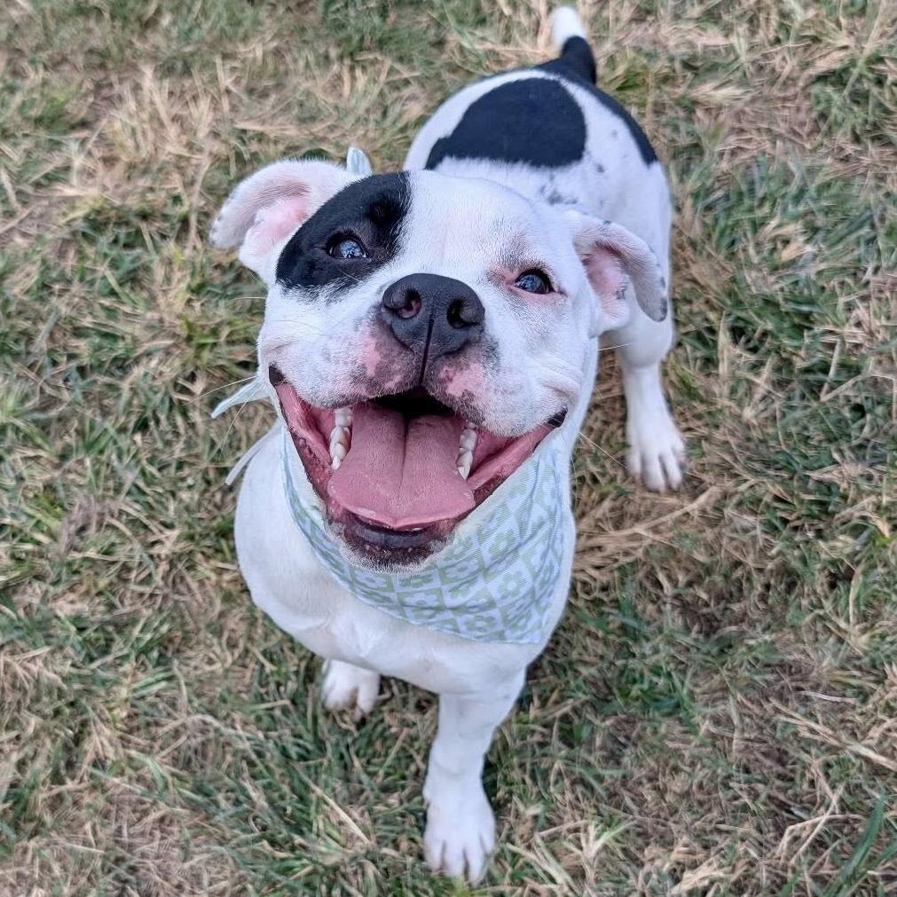 Enlarge Minnie, a Adoptable American Staffordshire Terrier in Pittsburgh, PA image 4/6