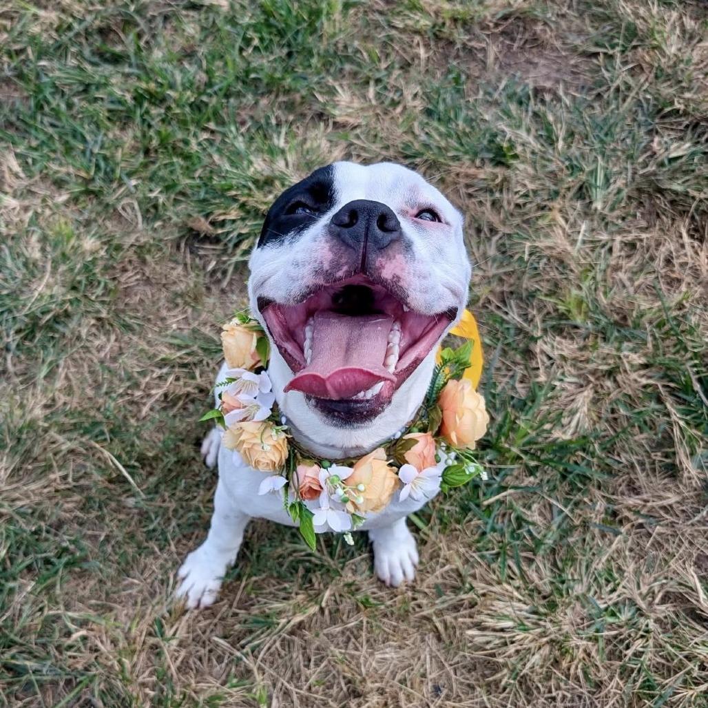 Enlarge Minnie, a Adoptable American Staffordshire Terrier in Pittsburgh, PA image 6/6