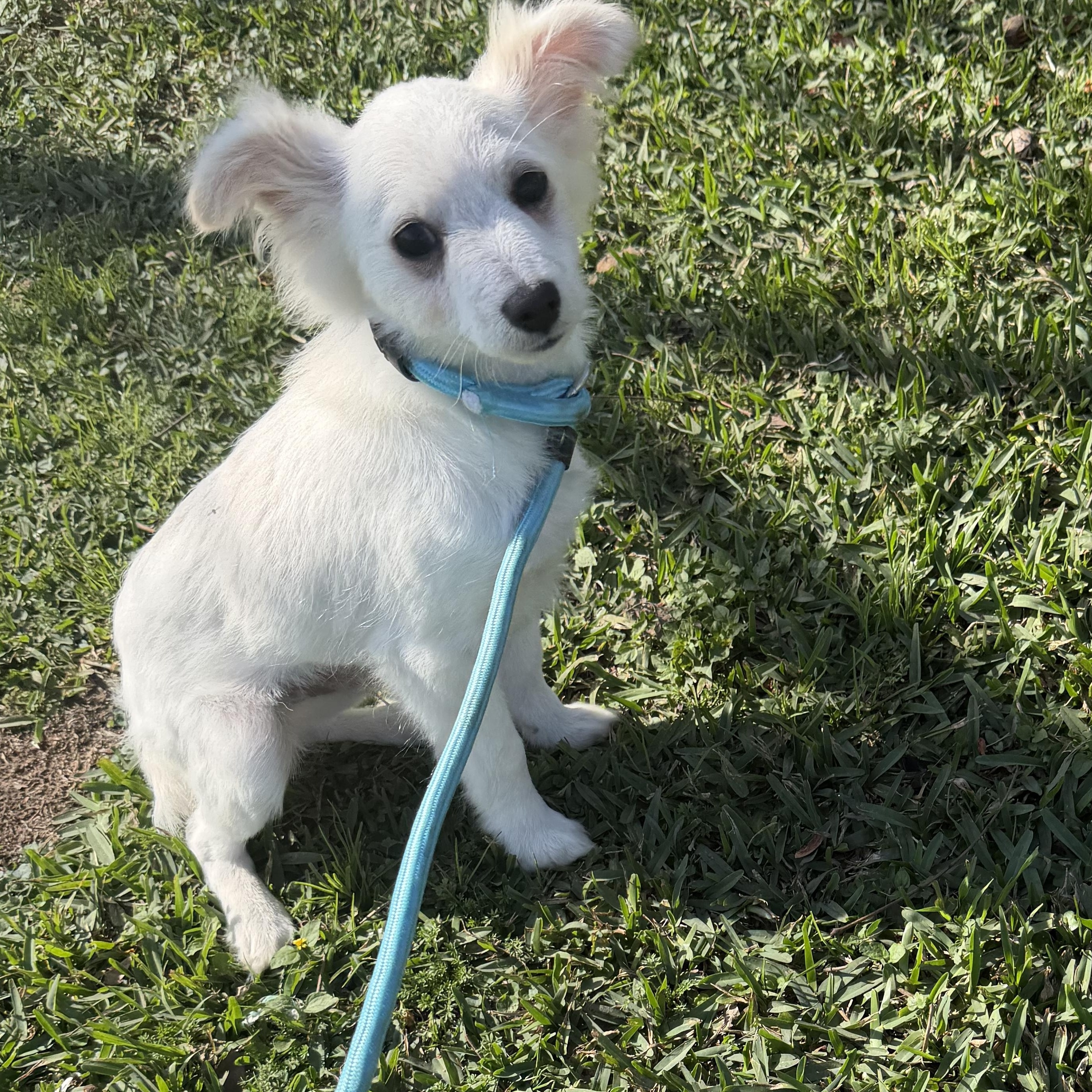 Slinky, a ADOPTABLE mixed breed in Westerly, RI image 4/4