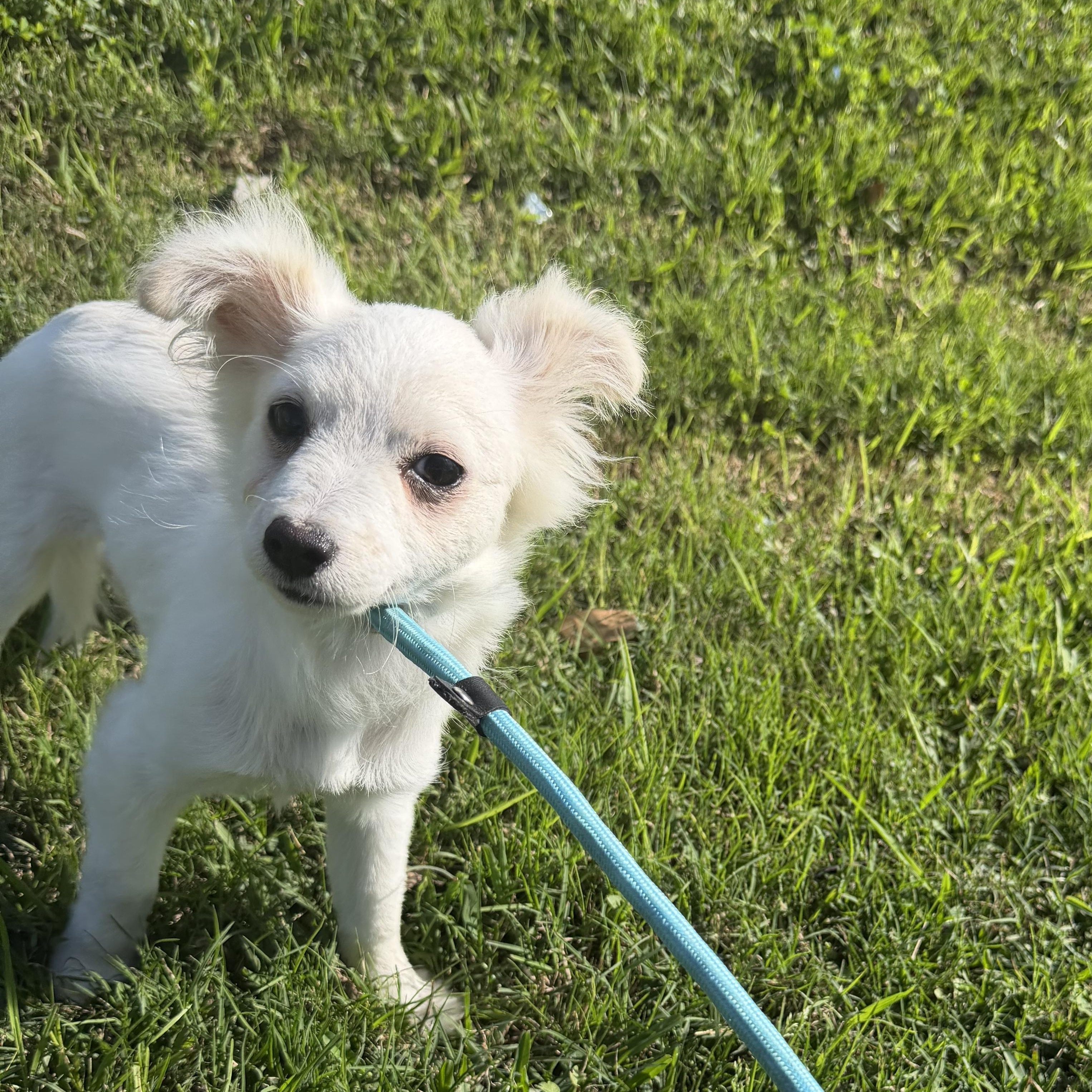 Slinky, a ADOPTABLE mixed breed in Westerly, RI image 1/4