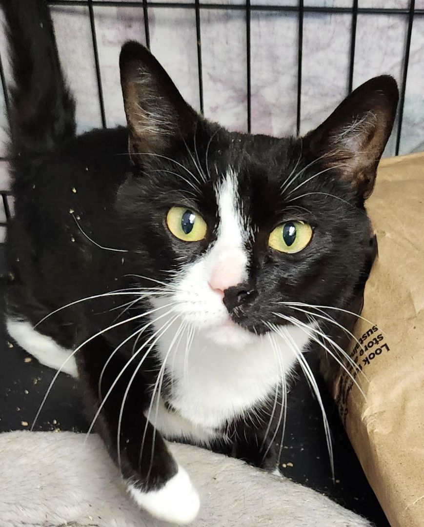 Zula, Adoptable, Adult Female Domestic Short Hair.