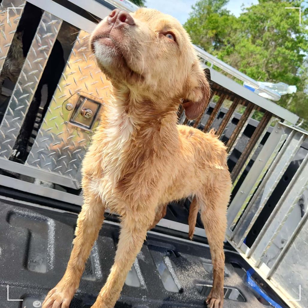 Enlarge Blondie, a Adoptable Yellow Labrador Retriever in Lyons, GA image 1/1