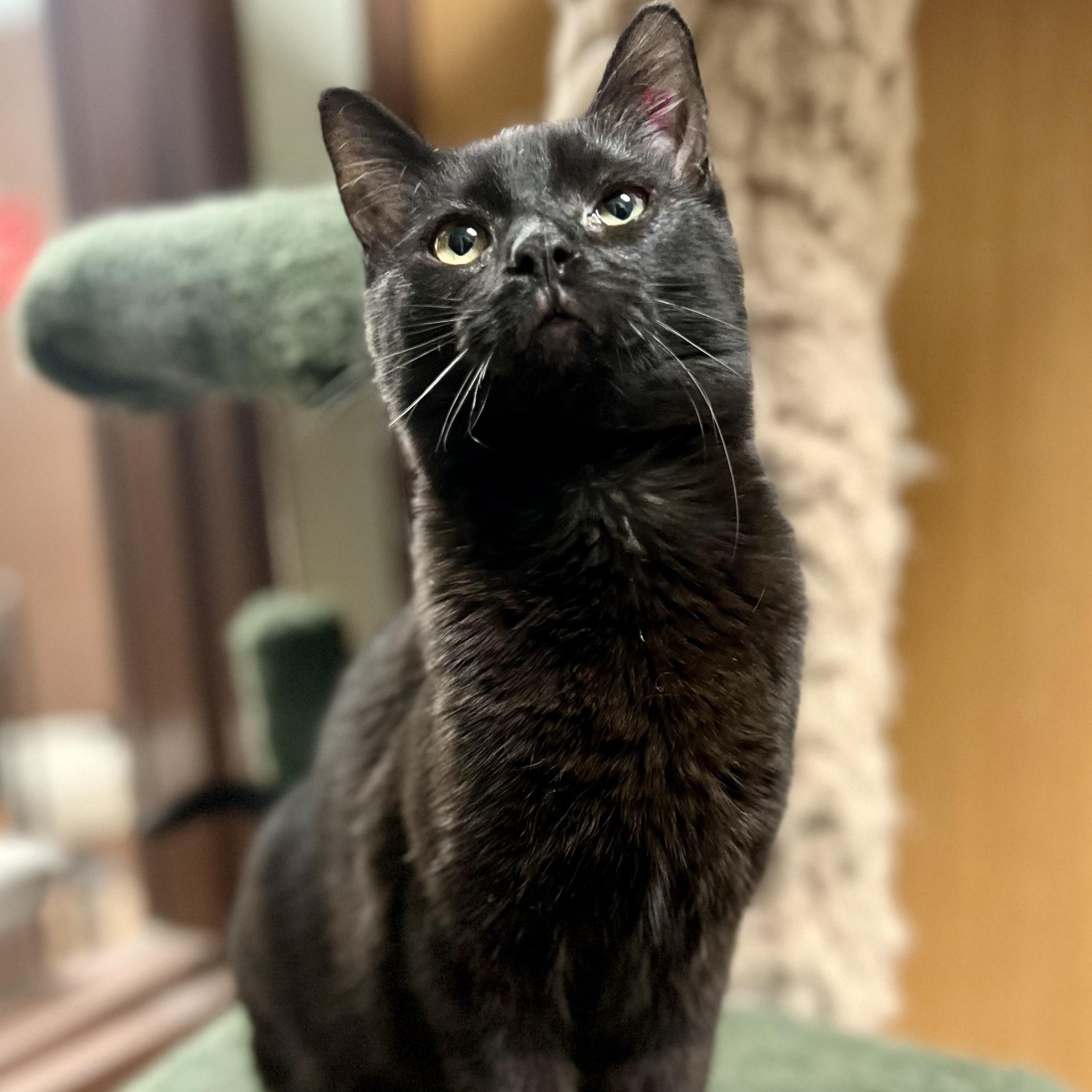 Windy, a ADOPTABLE Domestic Short Hair in Monroe, OH image 1/2