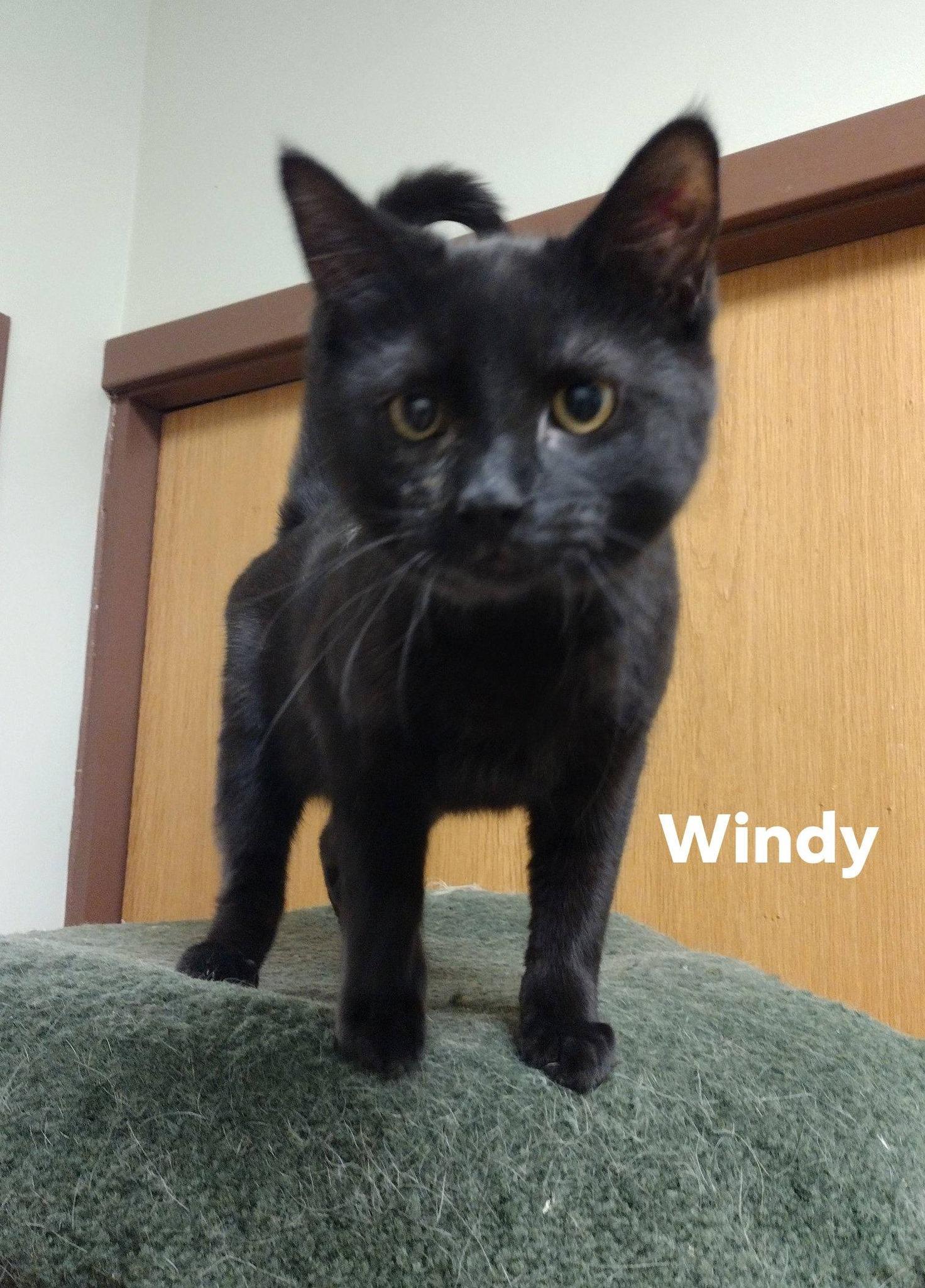 Enlarge Windy, a ADOPTABLE Domestic Short Hair in Monroe, OH image 1/1