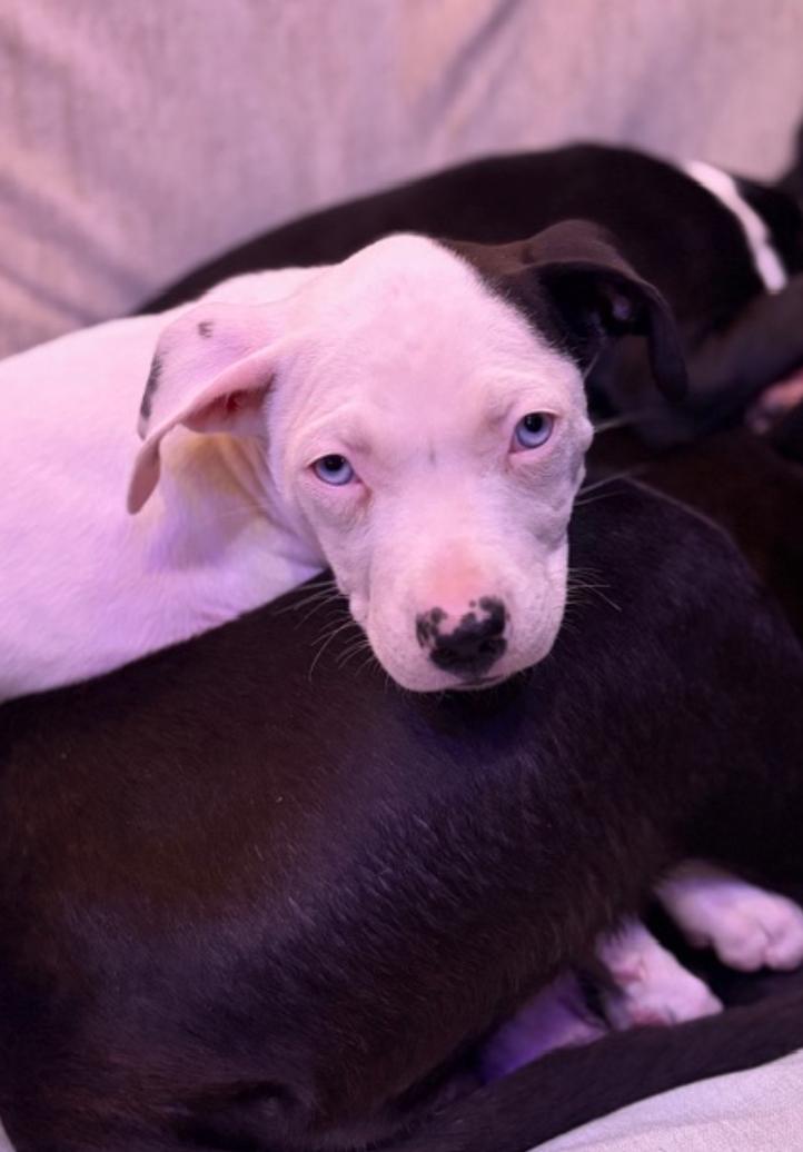 Enlarge Moon, a ADOPTABLE mixed breed in West Hollywood, CA image 1/3