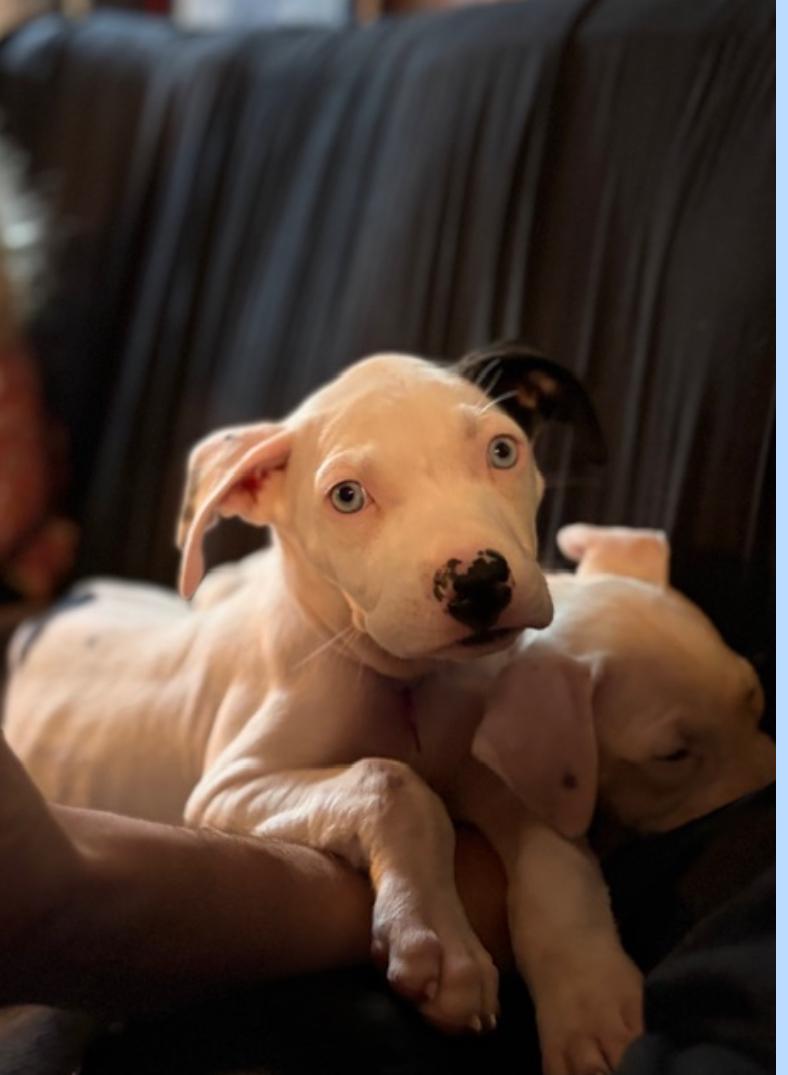 Enlarge Moon, a ADOPTABLE mixed breed in West Hollywood, CA image 2/3