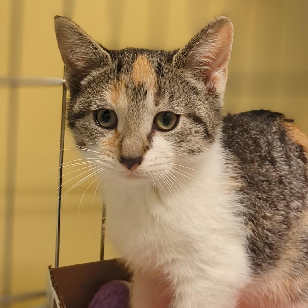 Squash  Bonded With thumbnail 2