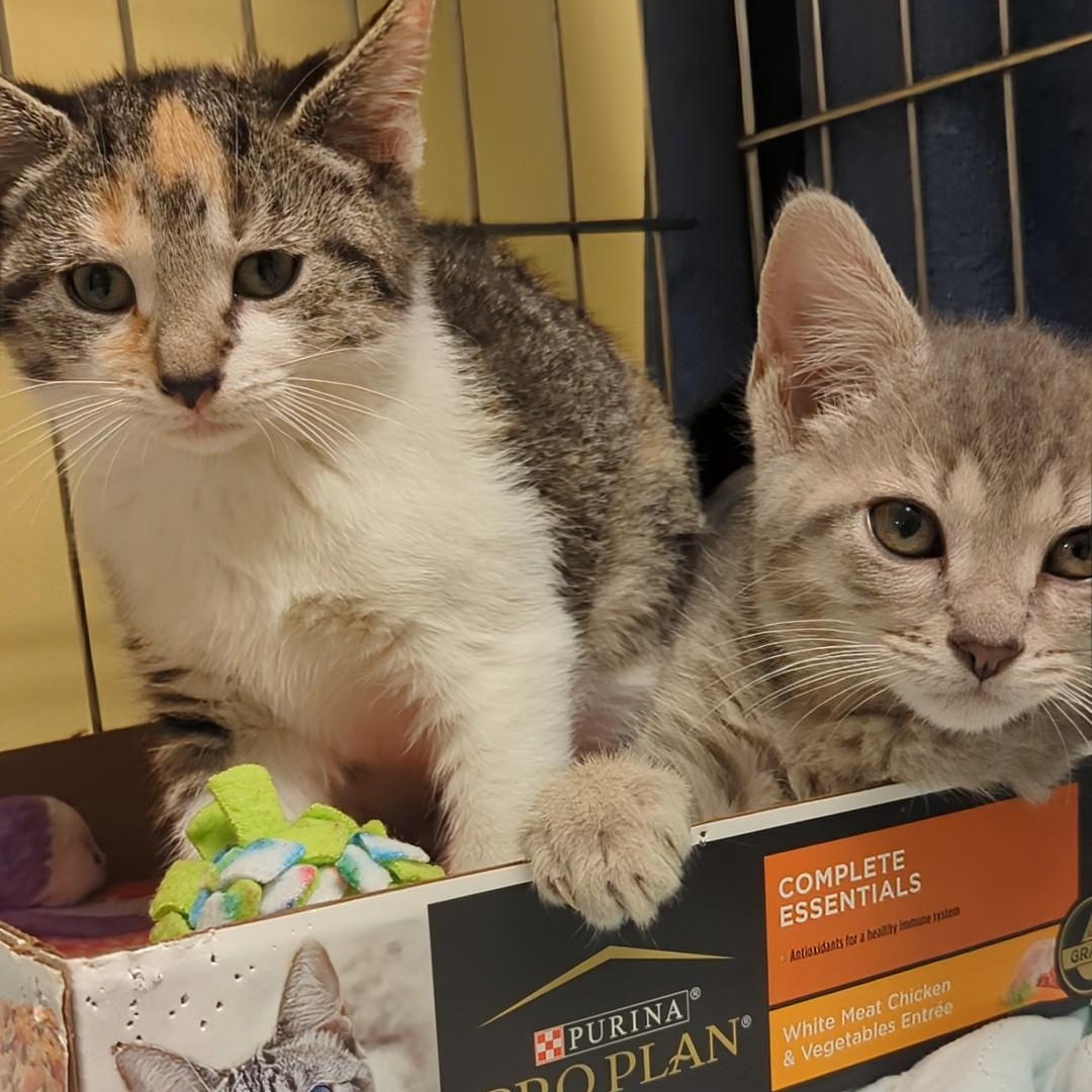 Squash  Bonded With thumbnail 3