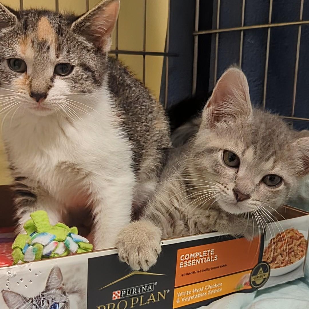 Squash  Bonded With thumbnail 5