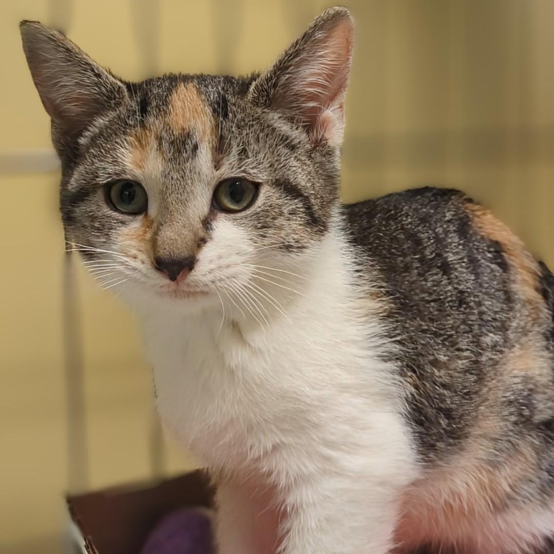 Squash  Bonded With thumbnail 6