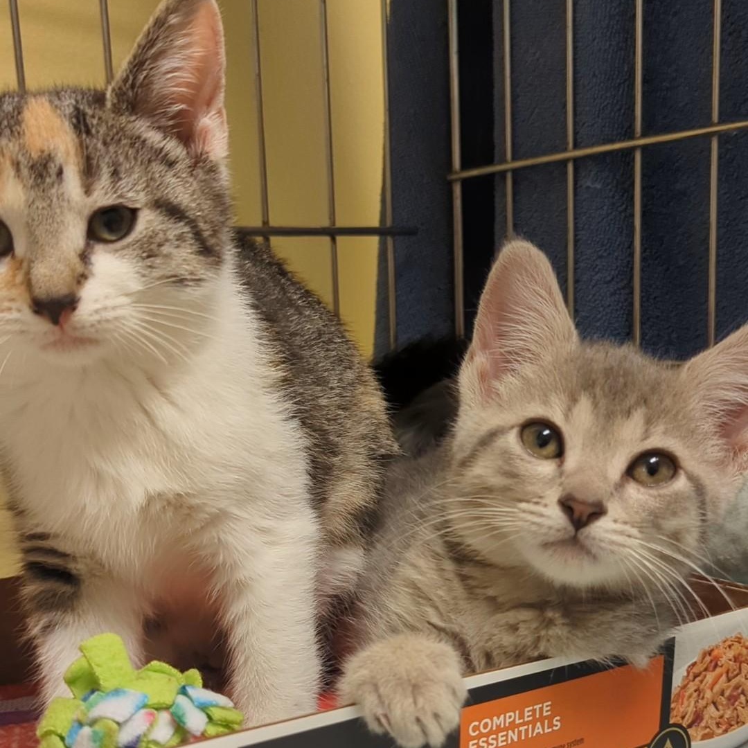 Squash  Bonded With thumbnail 7