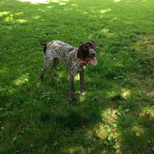Enlarge Doc, a Adoptable German Shorthaired Pointer in Little Rock, AR image 1/3