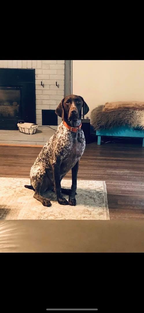 Doc, Adoptable, Adult Male German Shorthaired Pointer.