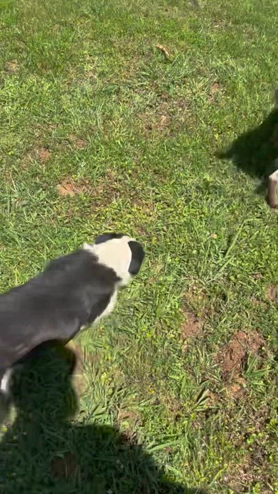 Enlarge Doc, a Adoptable German Shorthaired Pointer in Little Rock, AR video 3/3
