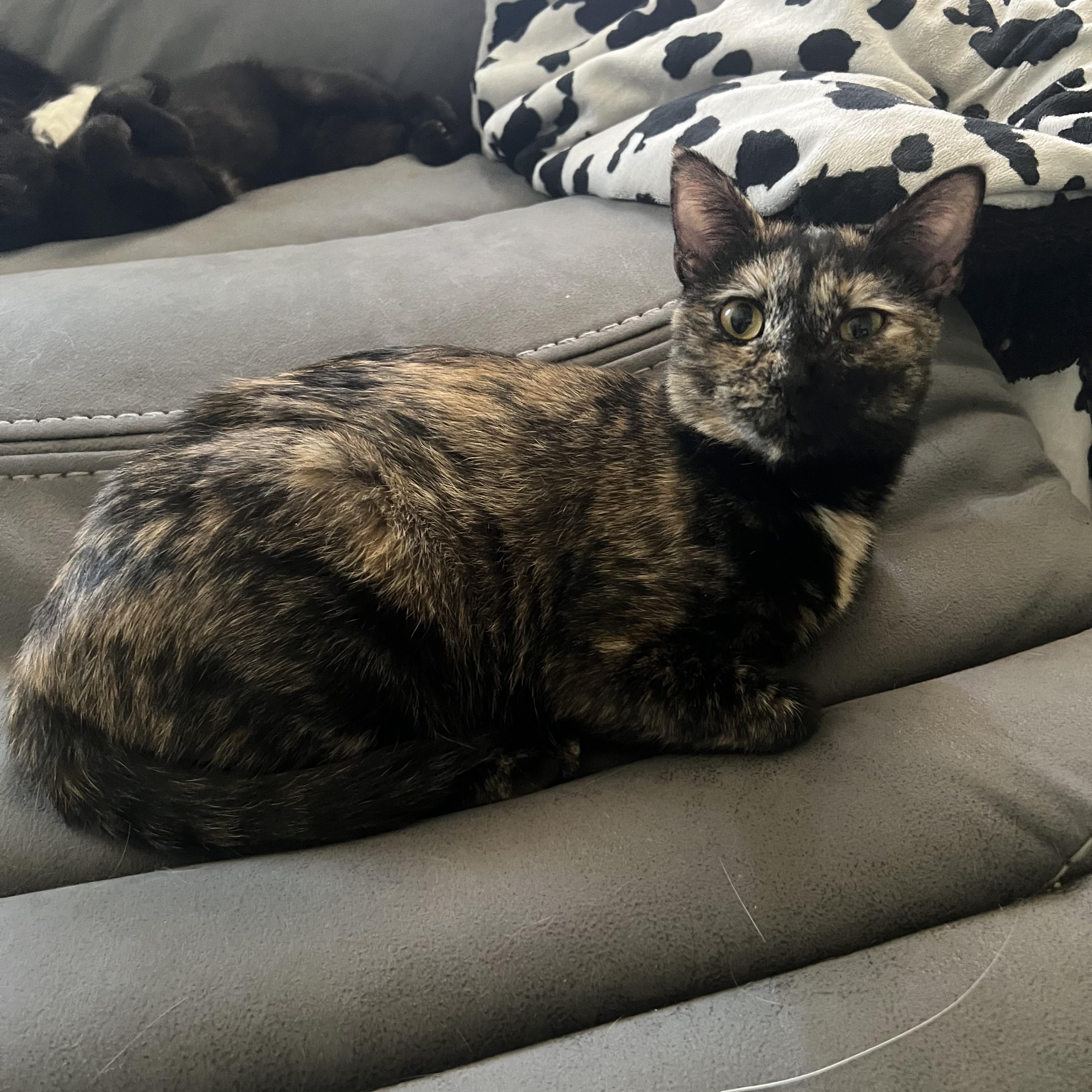 Enlarge Penny, an adopted Domestic Short Hair in Kearney, NE image 2/2