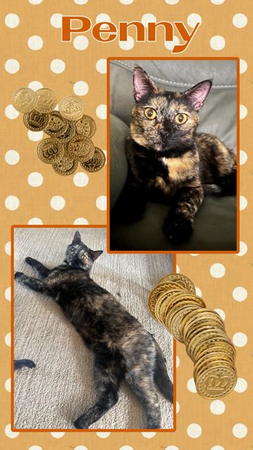 Enlarge Penny, an adopted Domestic Short Hair in Kearney, NE image 1/2