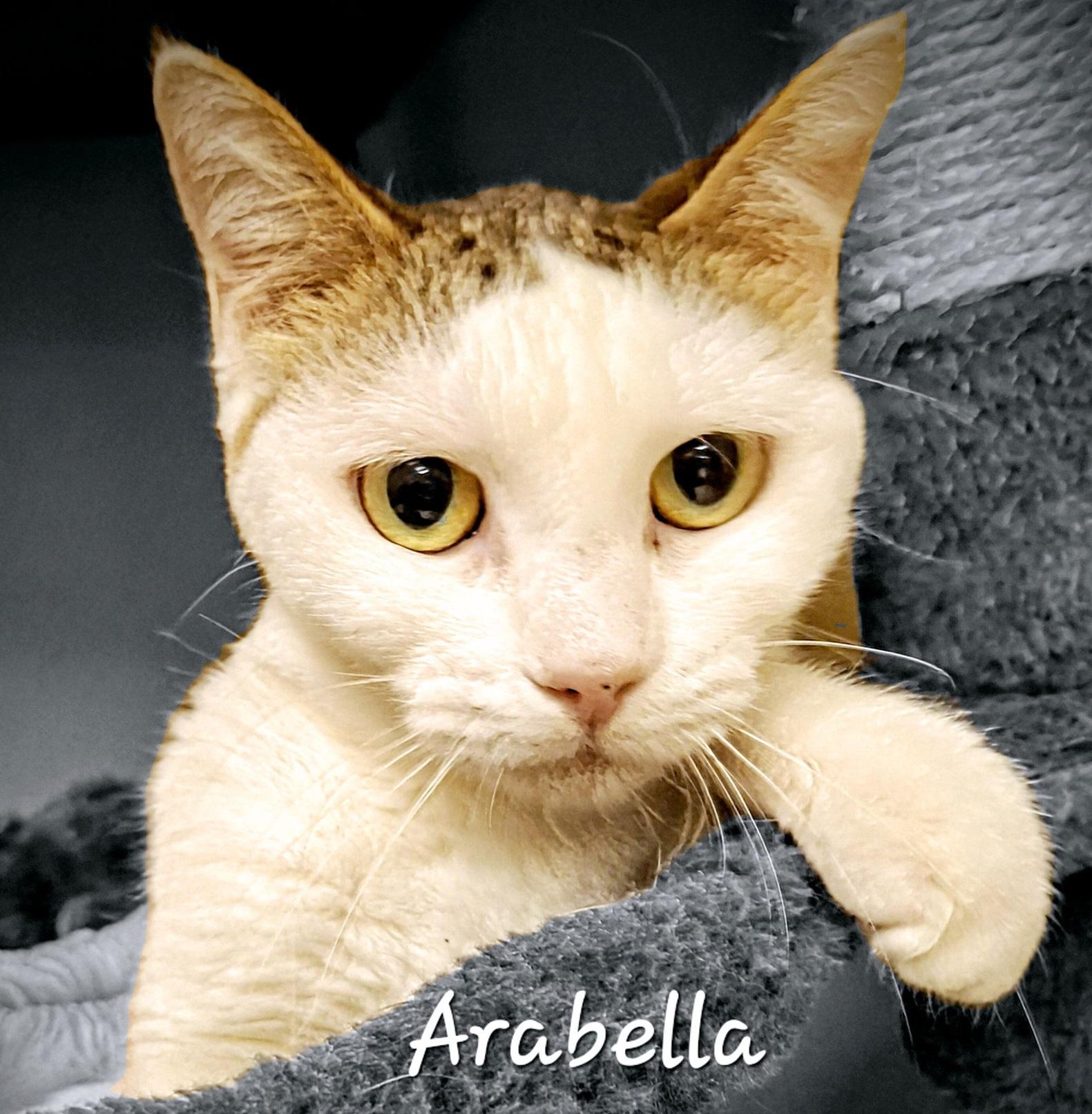Arabella #green-eye-beauty, Young Female Domestic Short Hair