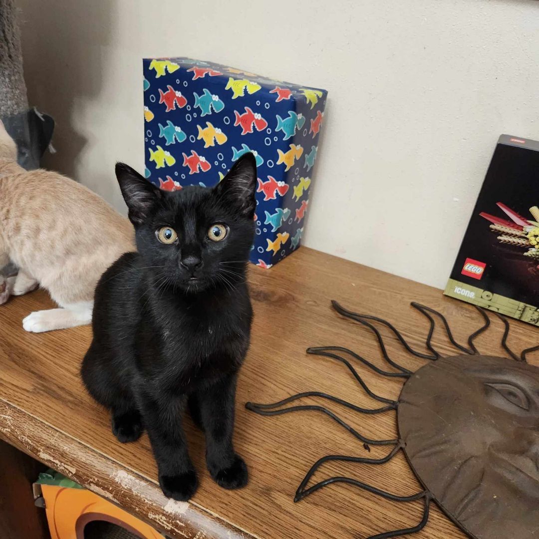 Cookie (Monster), Adopted, Young Male Domestic Short Hair.