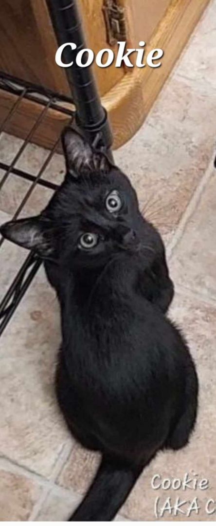 Enlarge Cookie (Monster), a Adopted Domestic Short Hair in Fargo, ND image 2/4