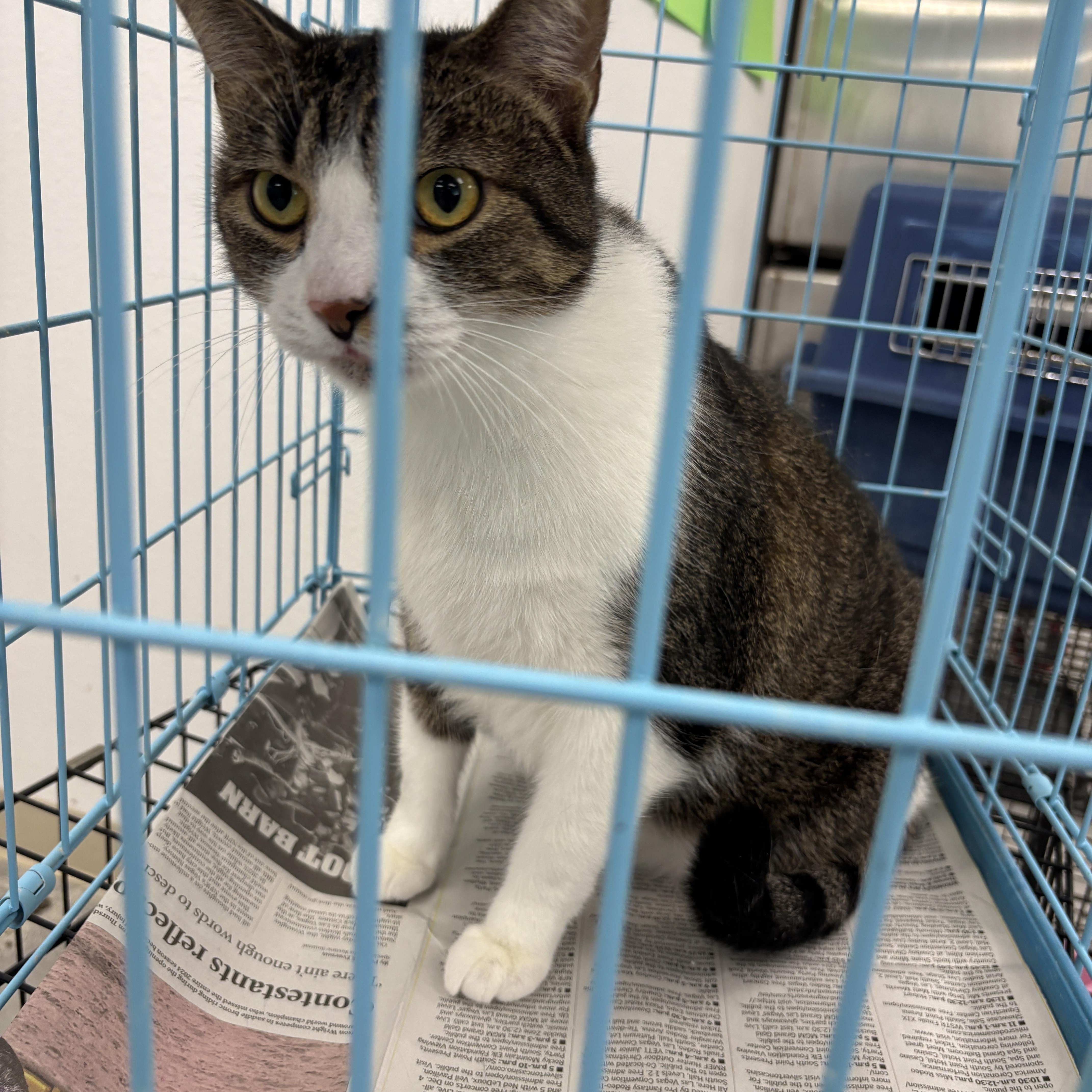 Chungus, Adoptable, Adult Male Tabby.