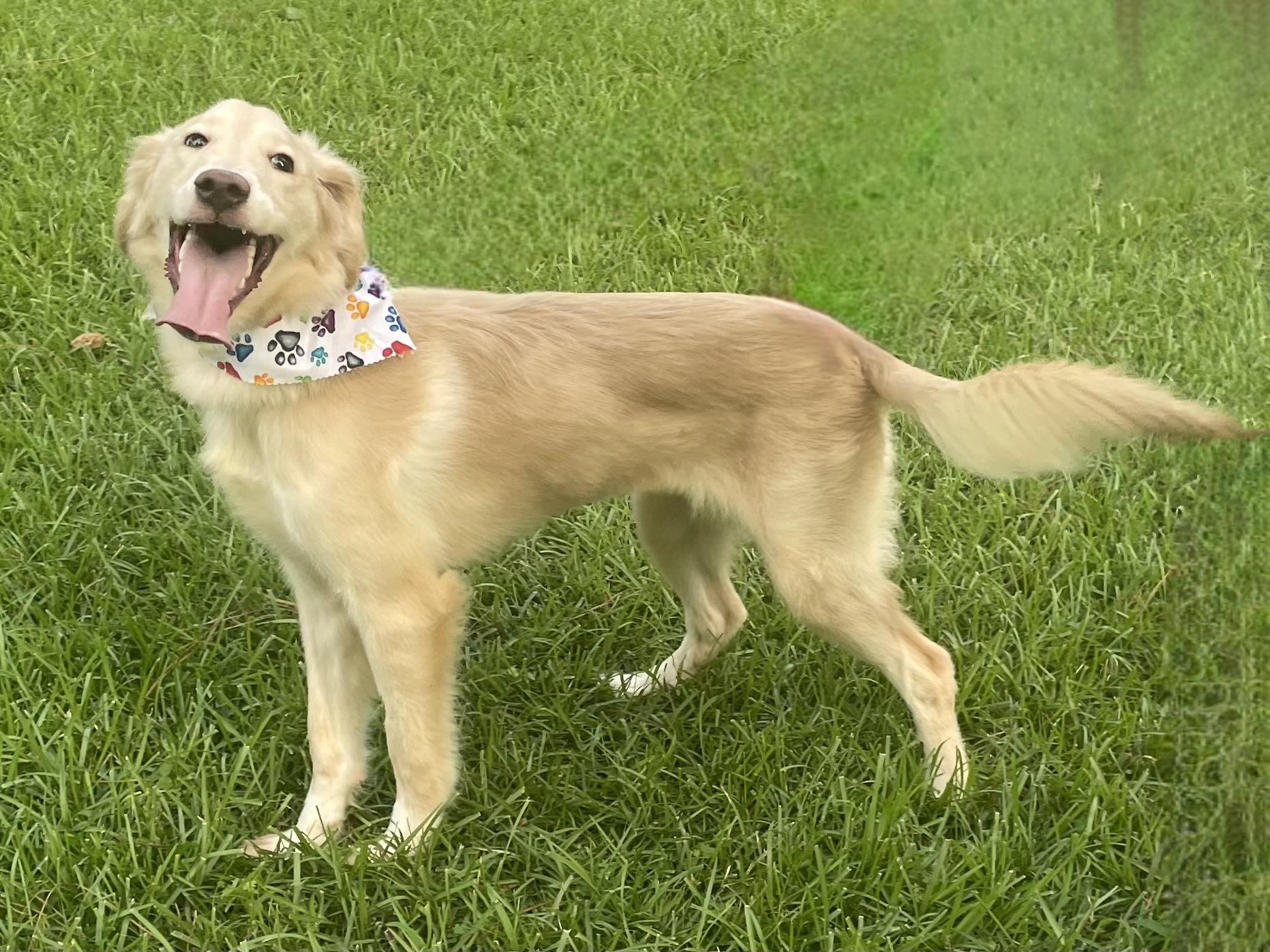 Enlarge Skye in Texarkana TX, a ADOPTABLE mixed breed in Texarkana, TX image 5/6