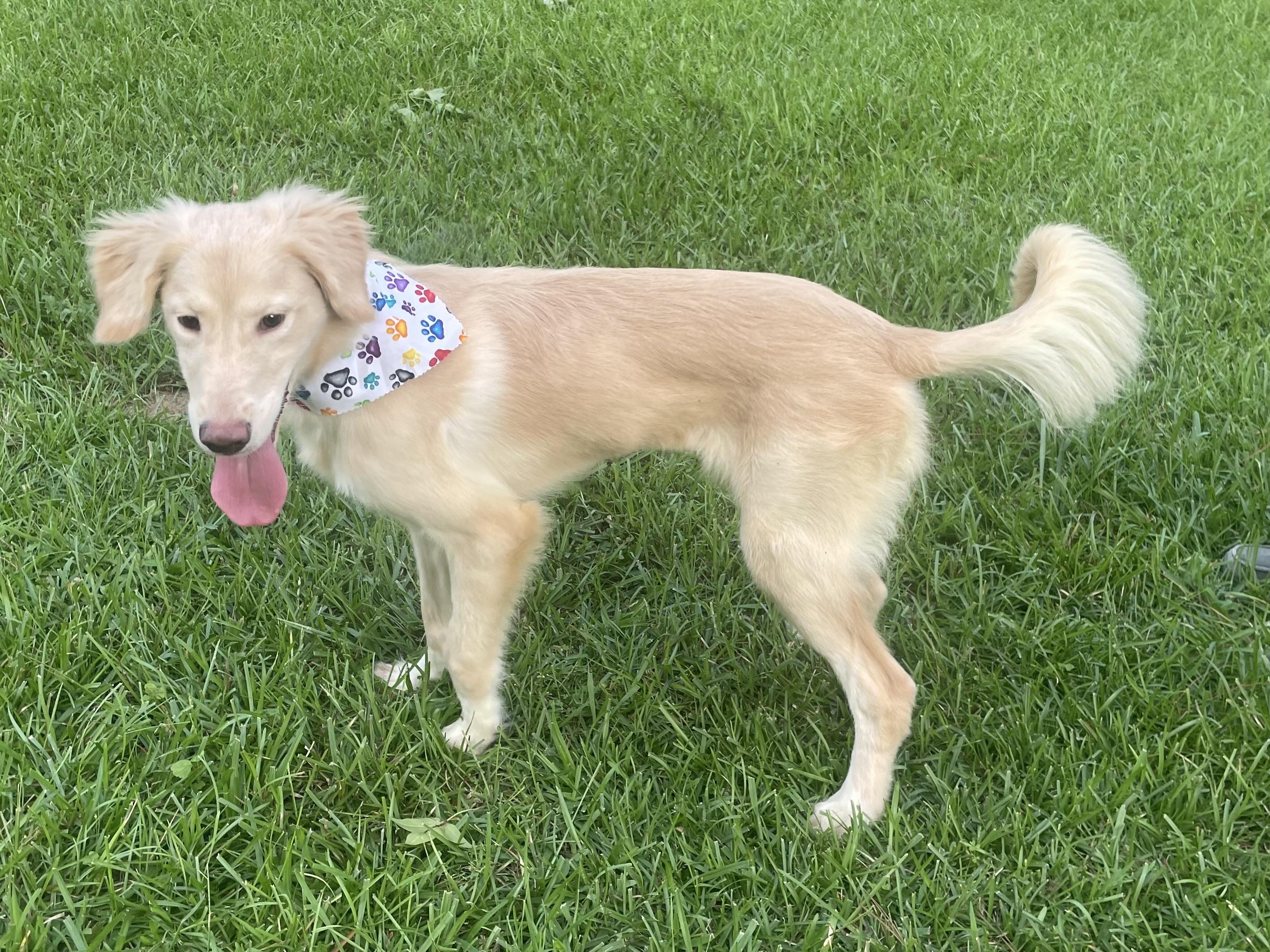 Enlarge Skye in Texarkana TX, a ADOPTABLE mixed breed in Texarkana, TX image 6/6