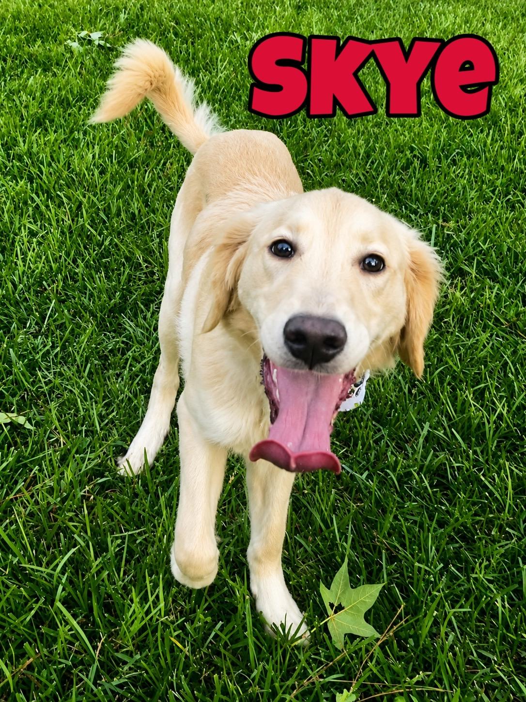 Enlarge Skye in Texarkana TX, a ADOPTABLE mixed breed in Texarkana, TX image 1/6