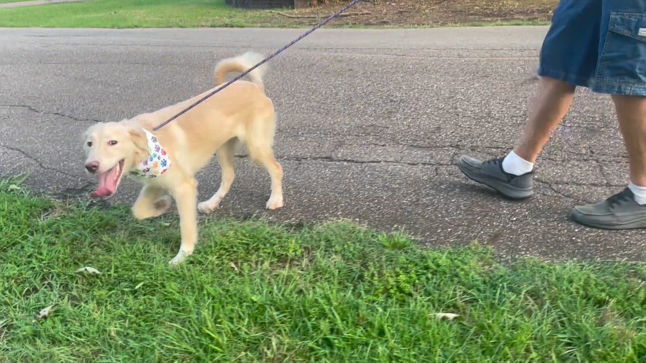 Enlarge Skye in Texarkana TX, a ADOPTABLE mixed breed in Texarkana, TX video 3/6