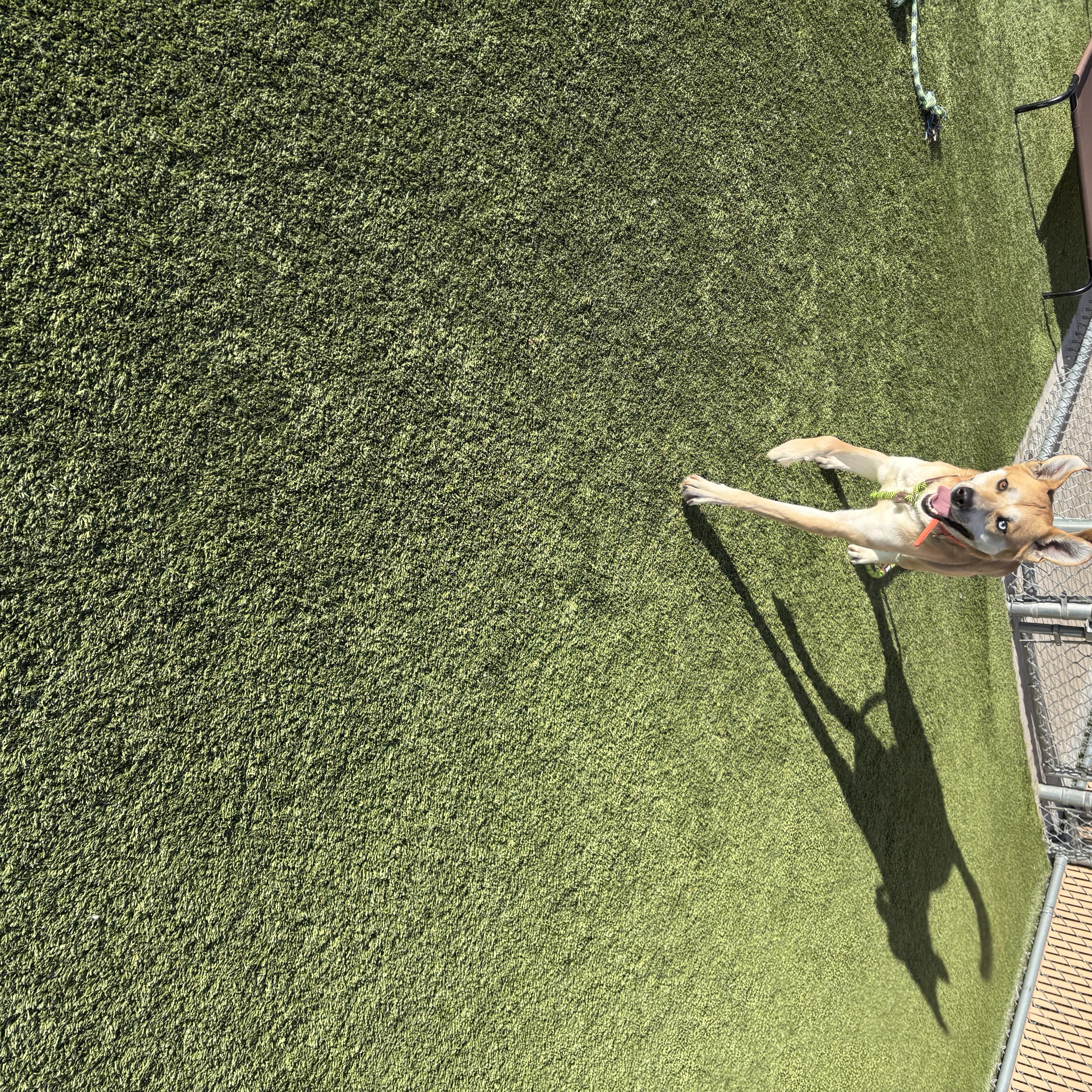 Enlarge Pluto, an adopted mixed breed in Liberty, MO image 3/3