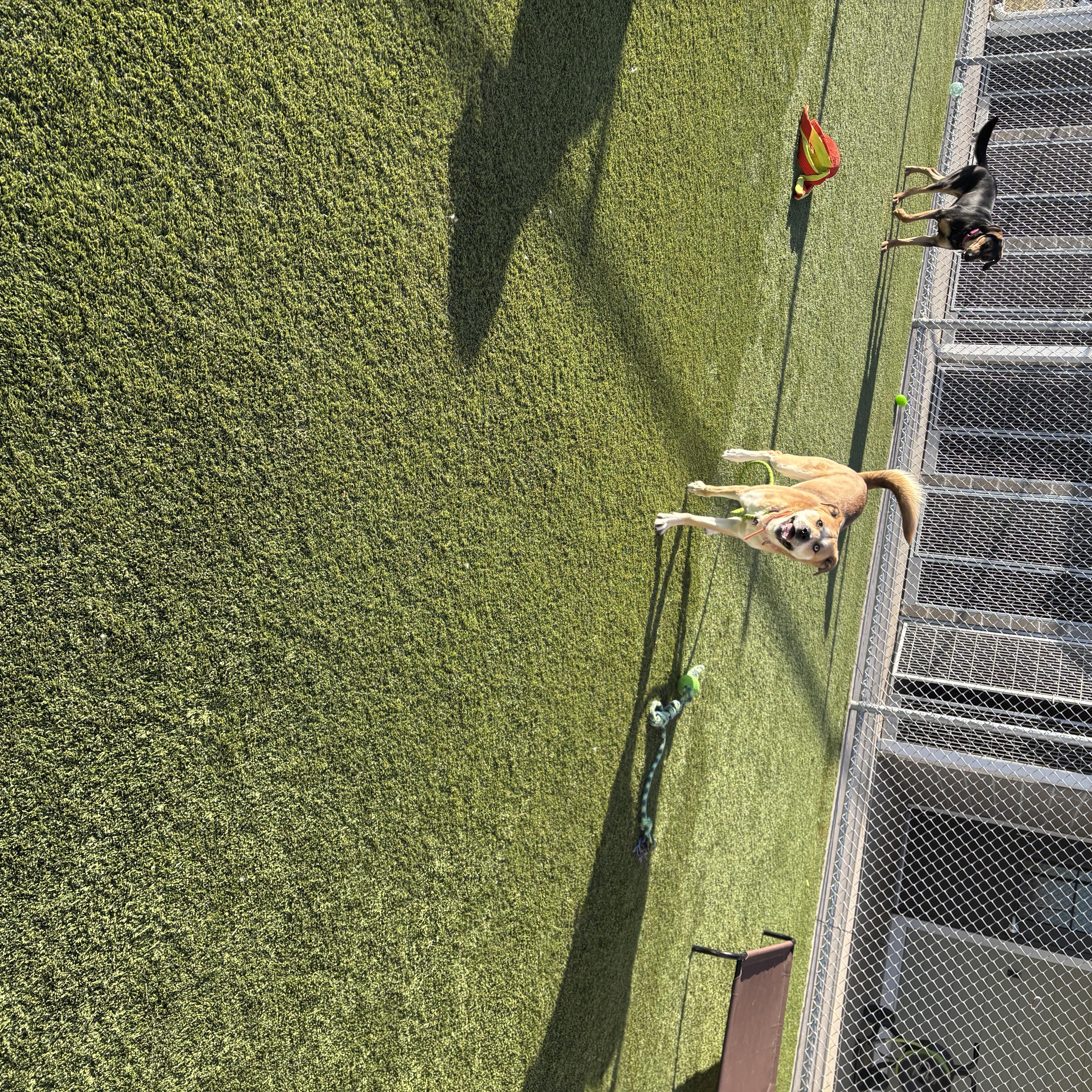 Enlarge Pluto, an adopted mixed breed in Liberty, MO image 2/3