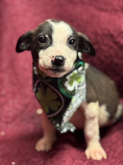 Enlarge Cormac, a ADOPTABLE Mixed Breed in Fredericksburg, VA image 2/3