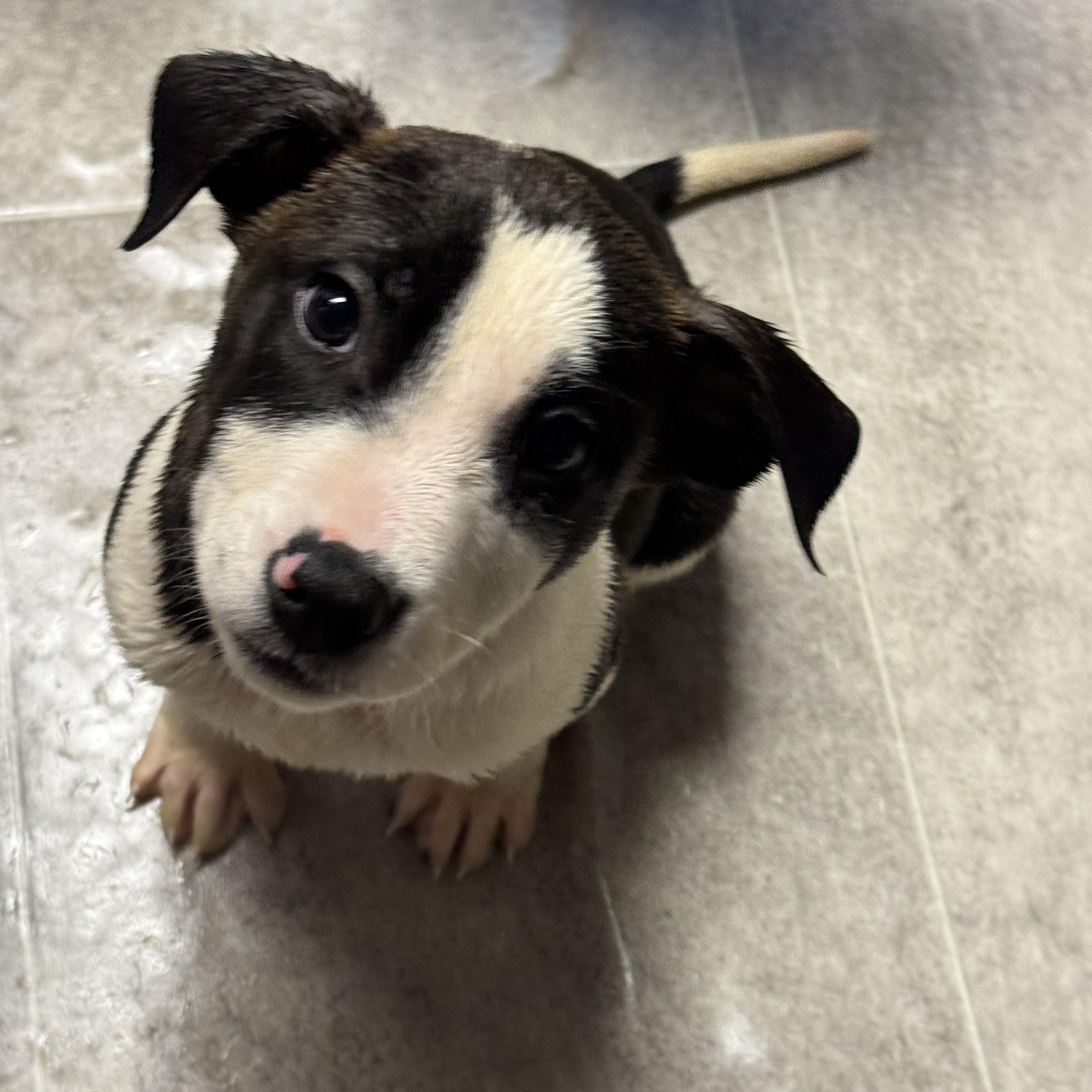 Enlarge Cormac, a ADOPTABLE Mixed Breed in Fredericksburg, VA image 3/3