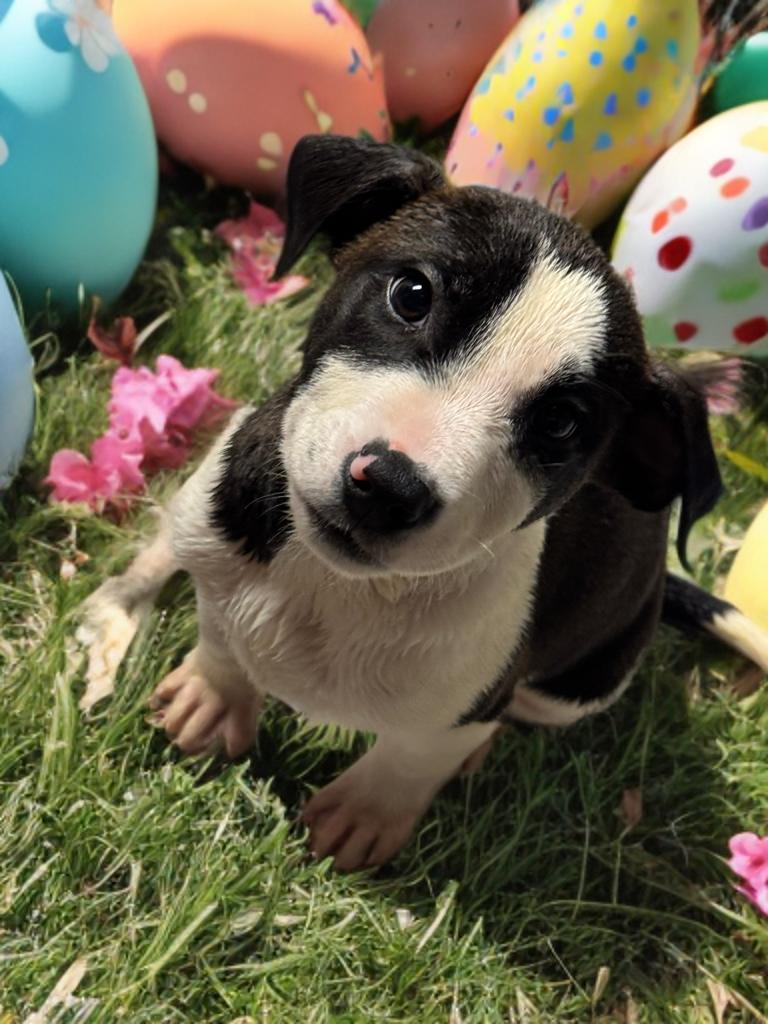 Cormac, ADOPTABLE, Puppy Male Mixed Breed.