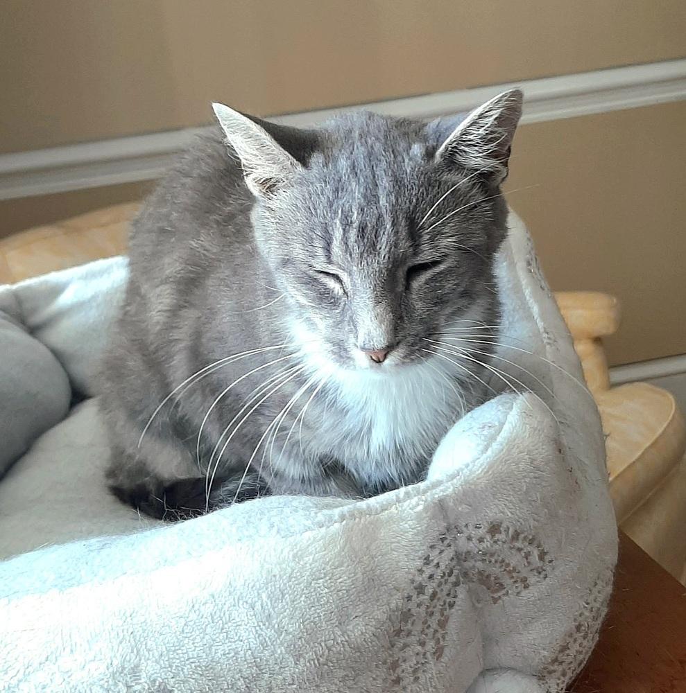 Enlarge Vivian, a Adoptable Domestic Short Hair in Wilson, NC image 1/2