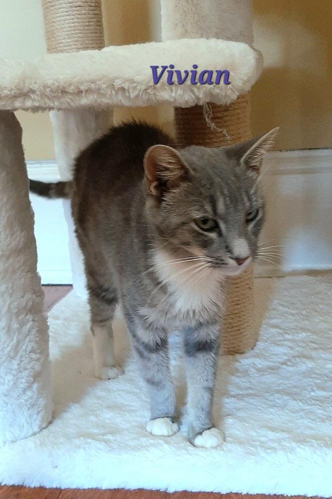 Enlarge Vivian, a Adoptable Domestic Short Hair in Wilson, NC image 2/2