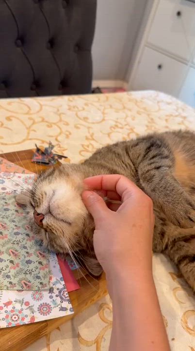 Enlarge Sky, a Adoptable mixed breed in RHINEBECK , NY video 6/6