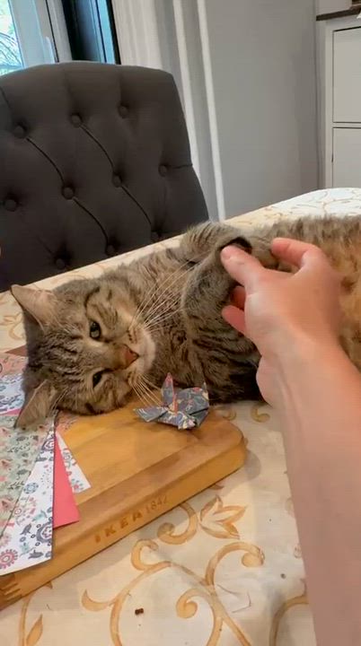 Enlarge Sky, a Adoptable mixed breed in RHINEBECK , NY video 2/6