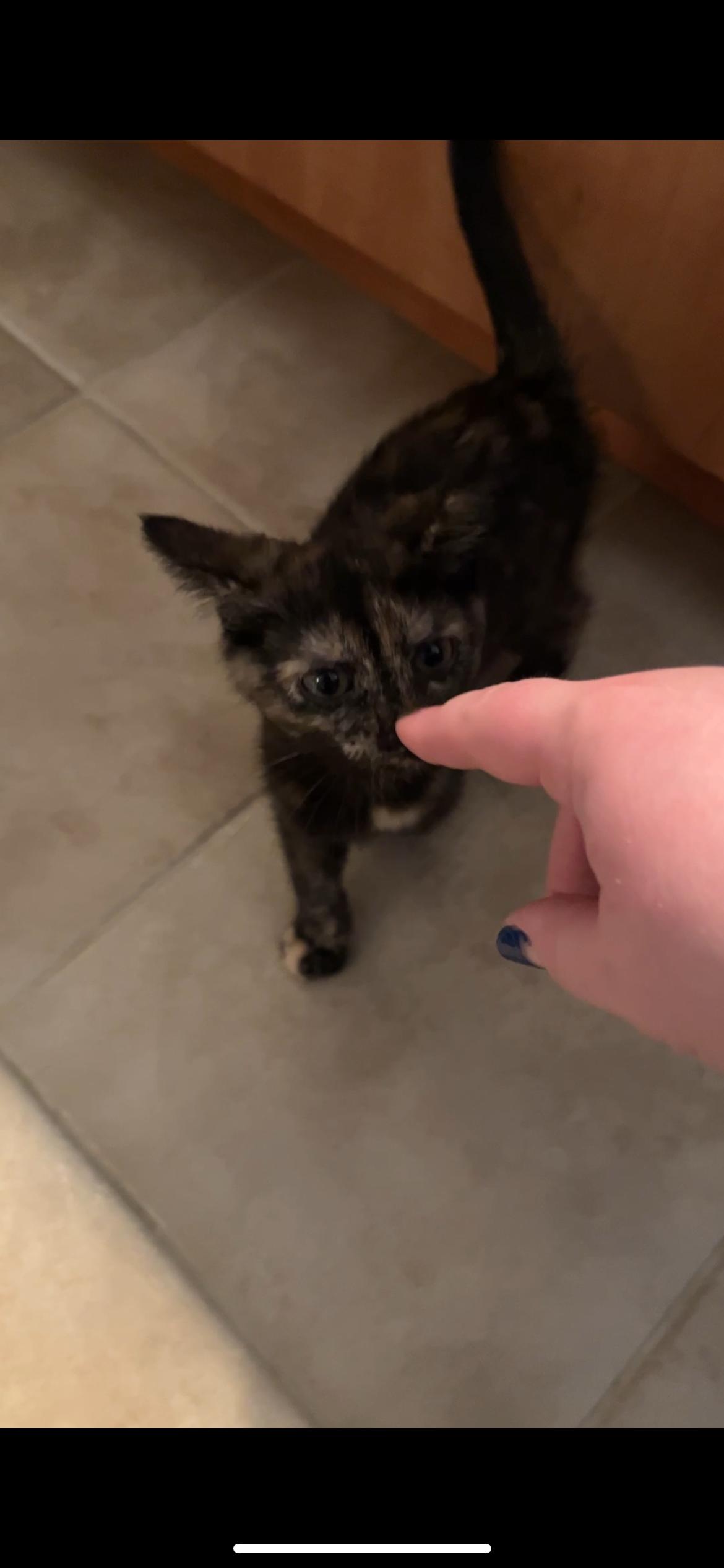 Enlarge Ava, a ADOPTABLE Tortoiseshell in Columbus, OH image 5/5