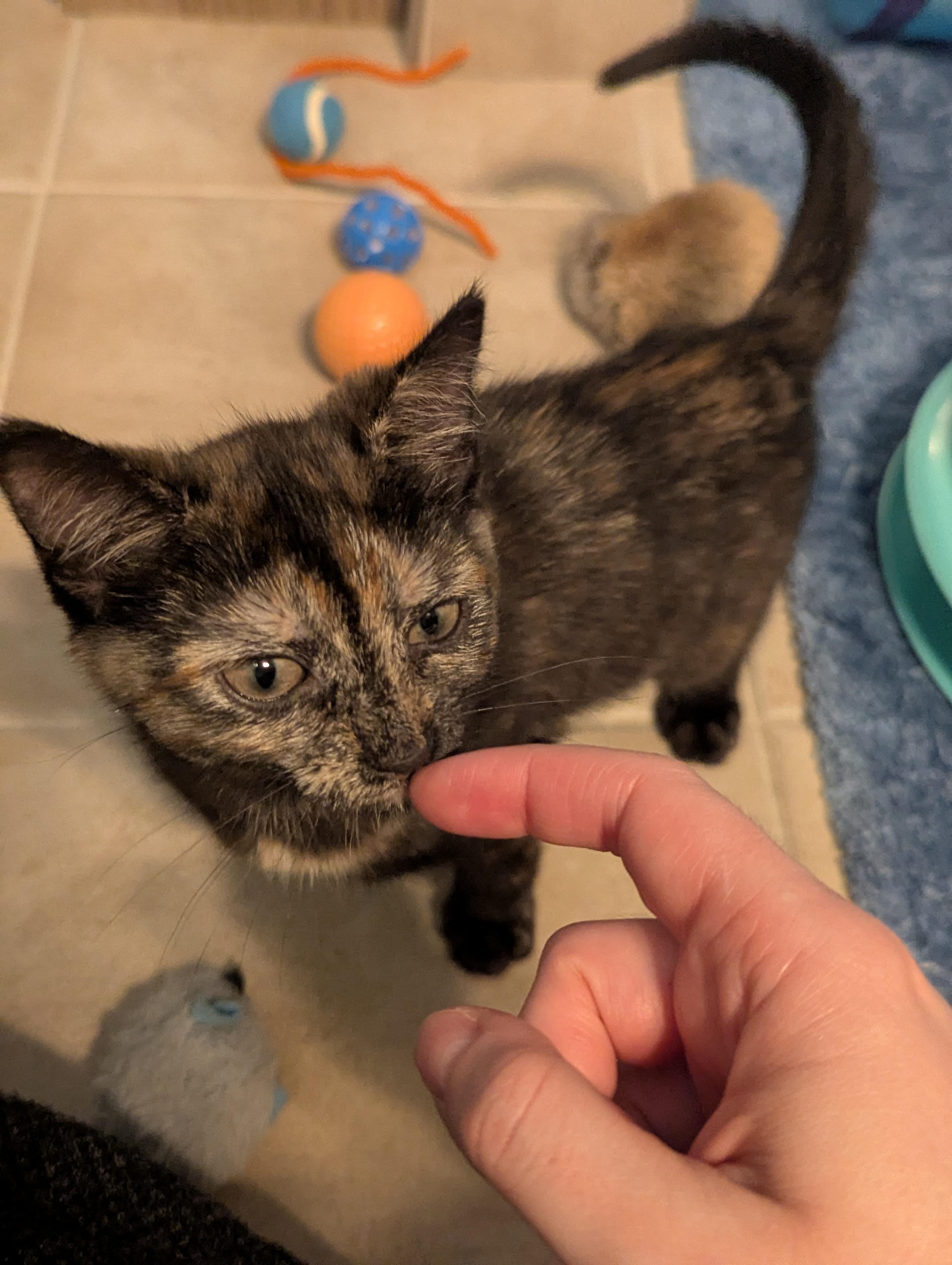 Enlarge Ava, a ADOPTABLE Tortoiseshell in Columbus, OH image 1/5