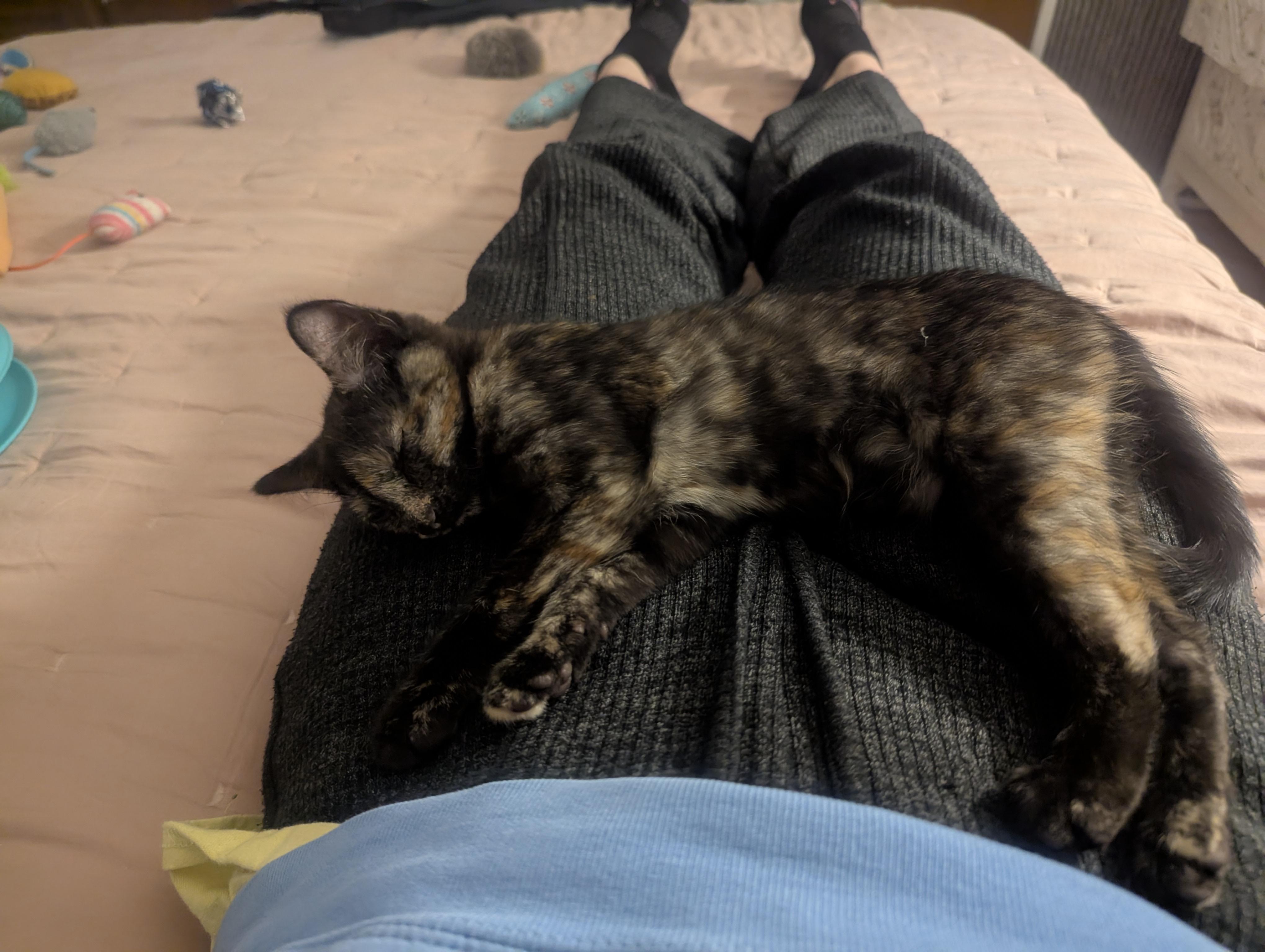 Enlarge Ava, a ADOPTABLE Tortoiseshell in Columbus, OH image 3/5