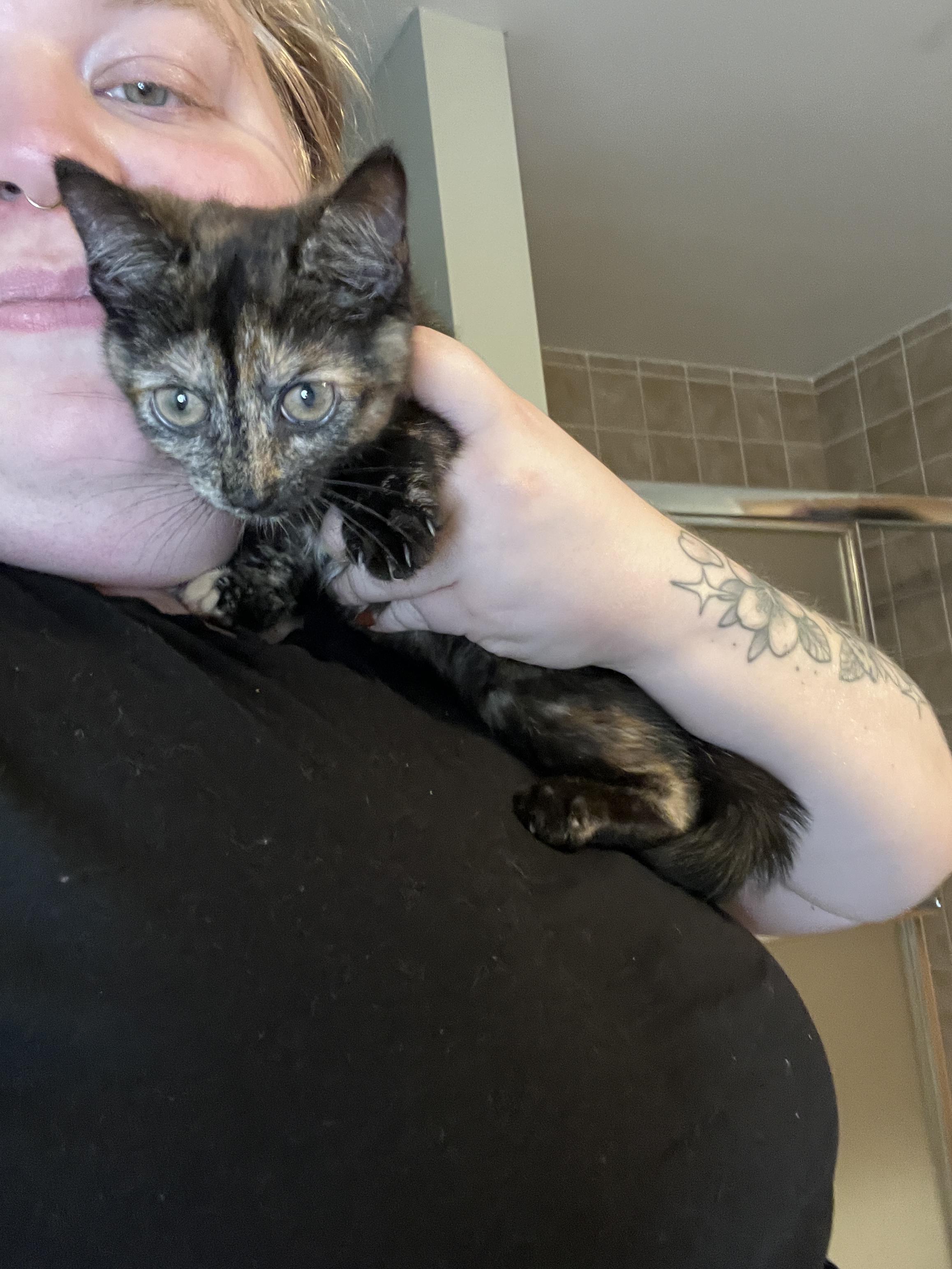 Enlarge Ava, a ADOPTABLE Tortoiseshell in Columbus, OH image 4/5