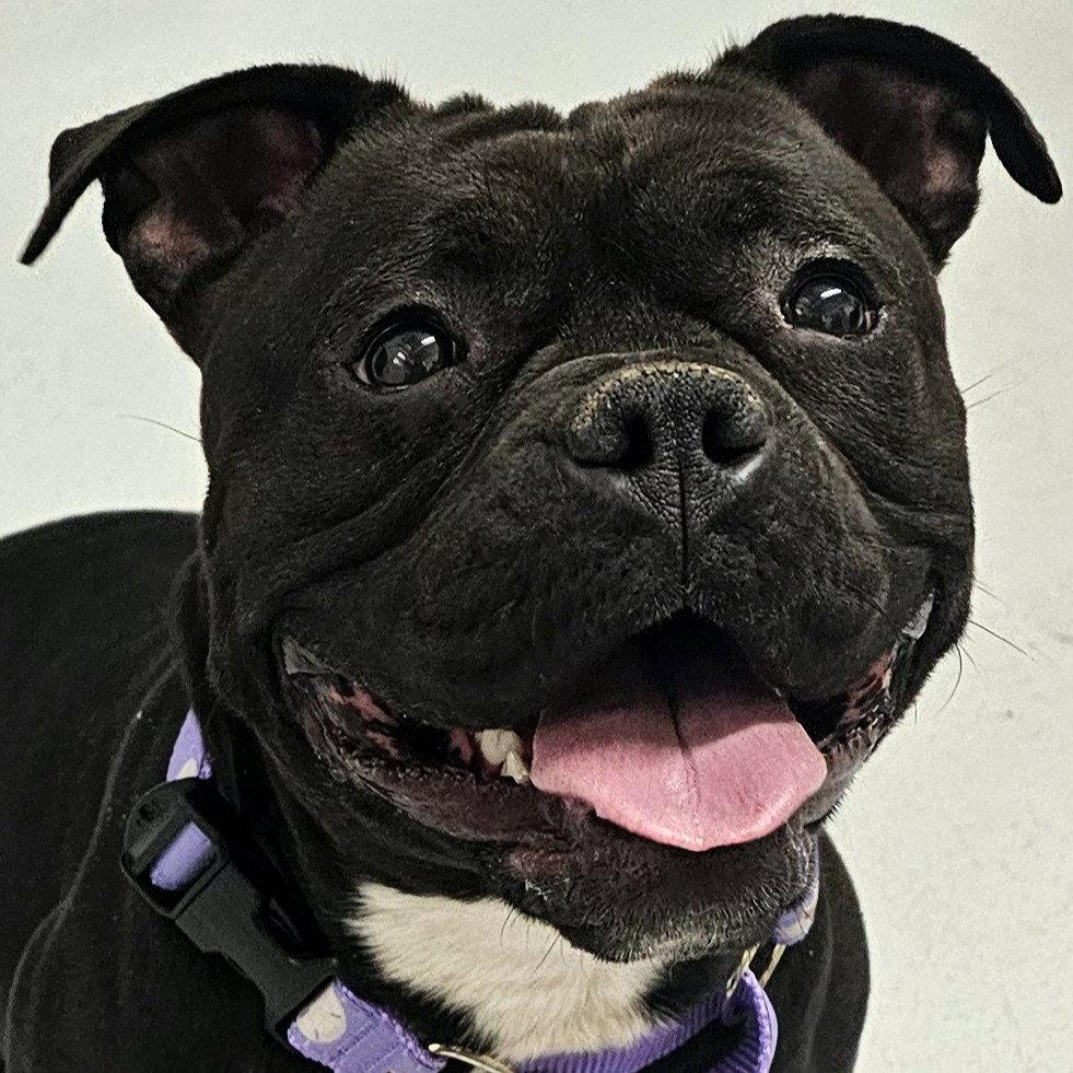 Enlarge Ellie, a Adopted Pit Bull Terrier in Framingham, MA image 2/3