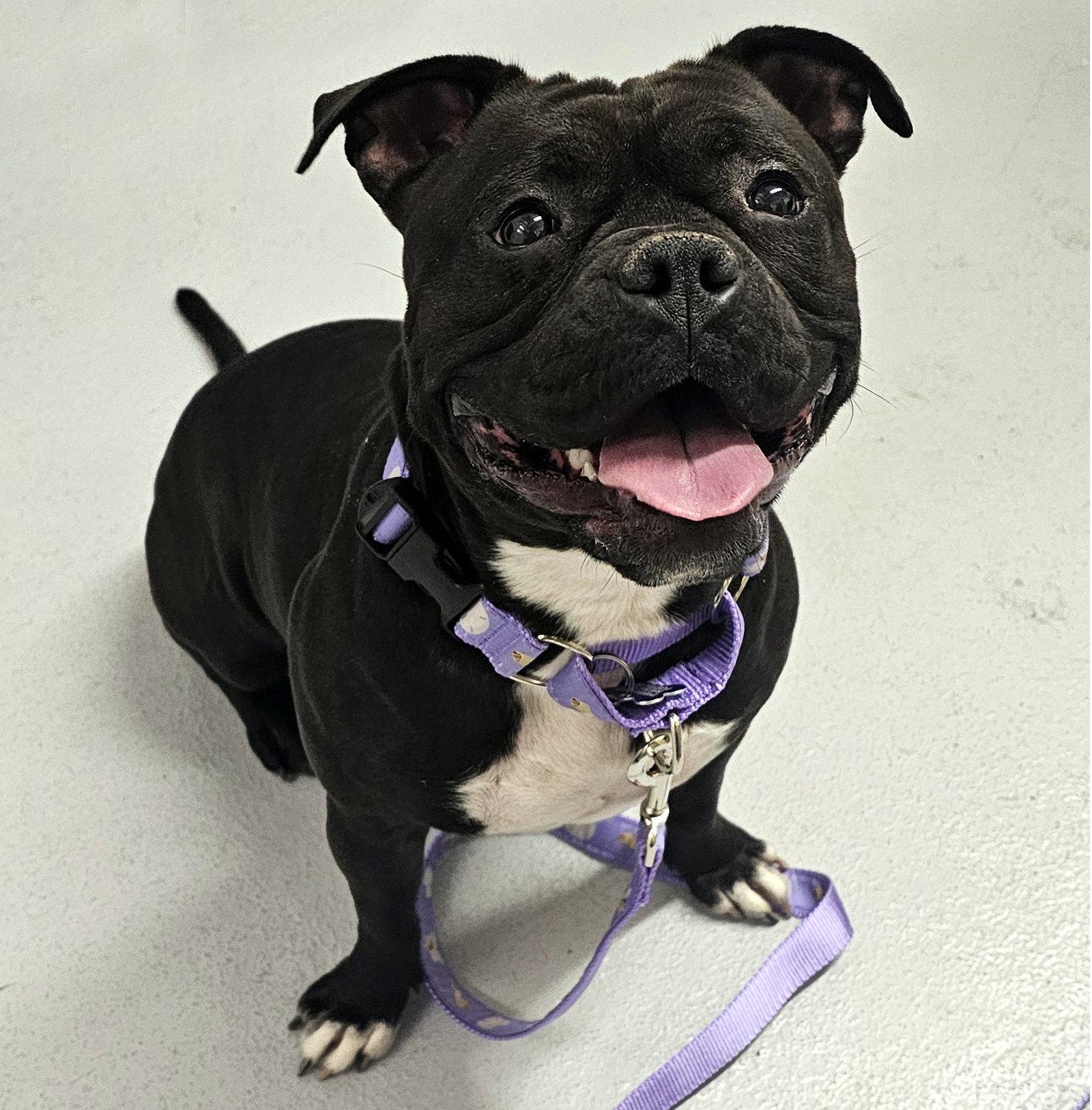 Enlarge Ellie, a Adopted Pit Bull Terrier in Framingham, MA image 3/3