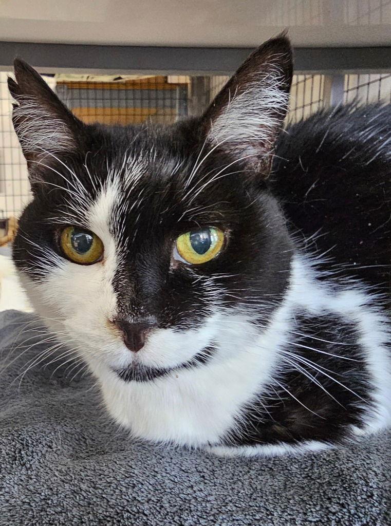 Esther Snow, Adoptable, Adult Female Domestic Short Hair.