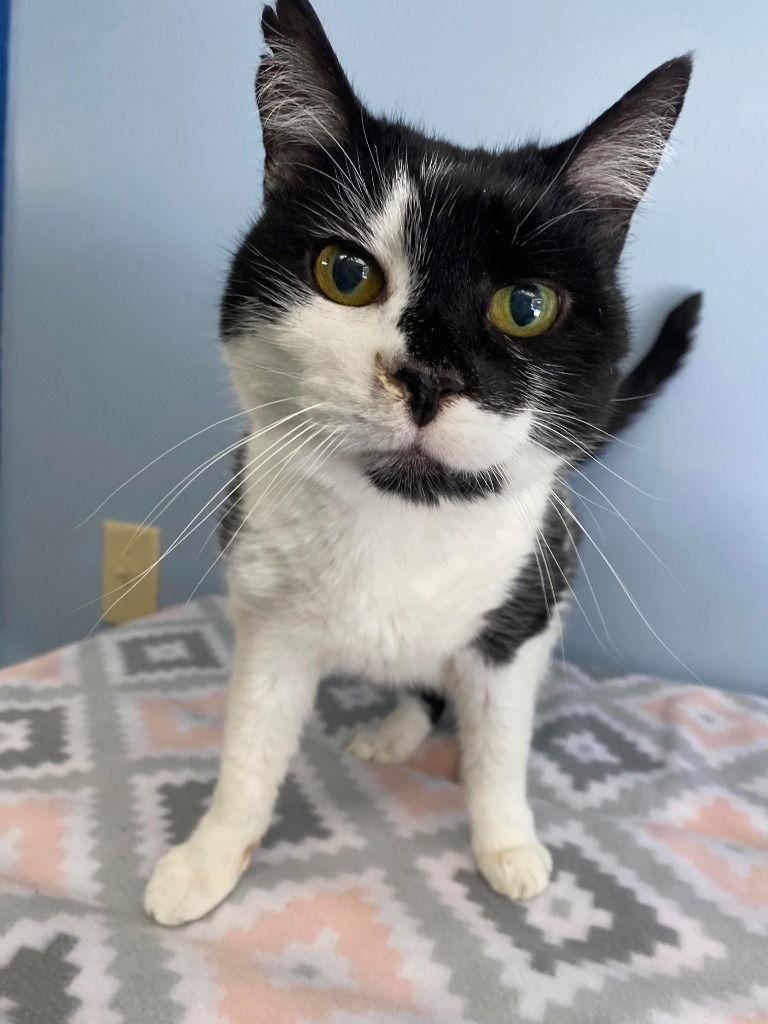 Esther Snow, a Adoptable Domestic Short Hair in Lovingston, VA image 2/3