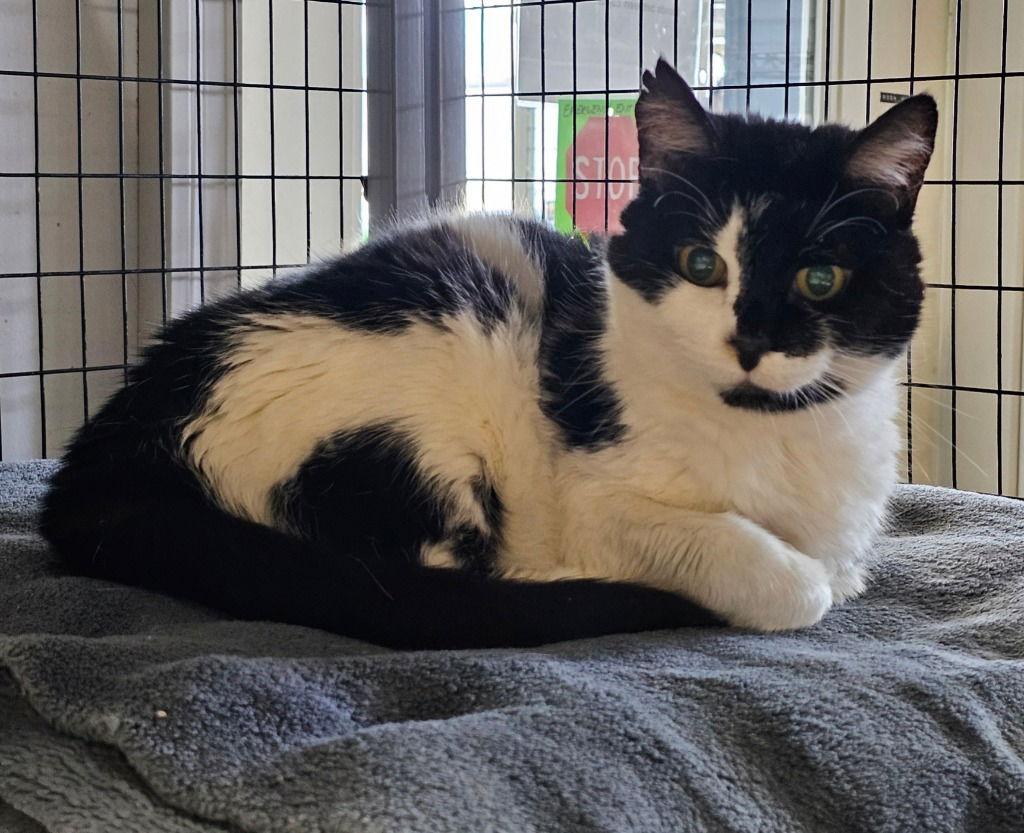 Enlarge Esther Snow, a Adoptable Domestic Short Hair in Lovingston, VA image 3/3