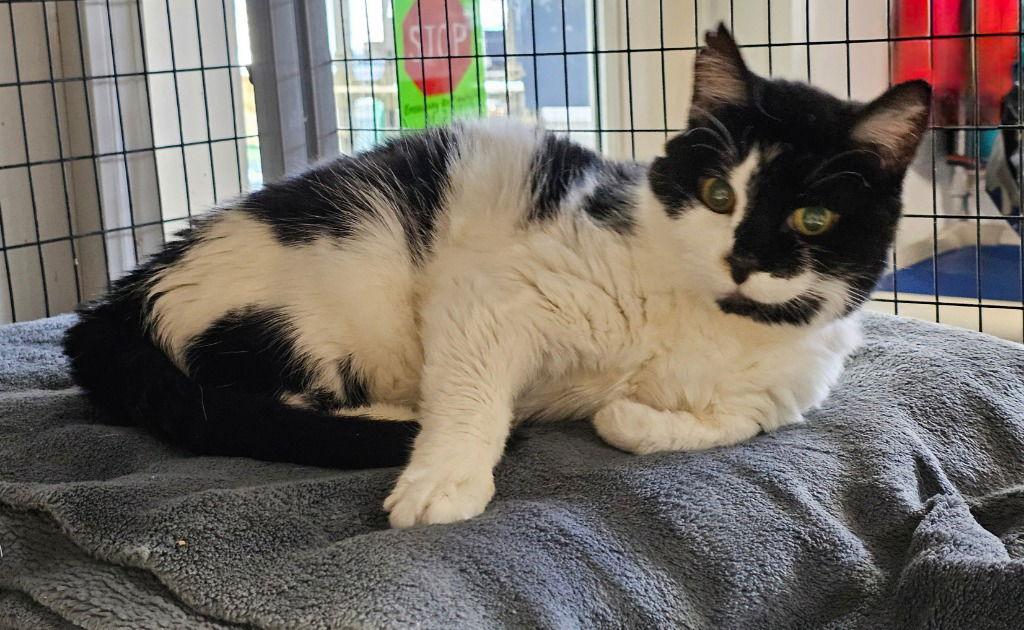 Esther Snow, a Adoptable Domestic Short Hair in Lovingston, VA image 3/3