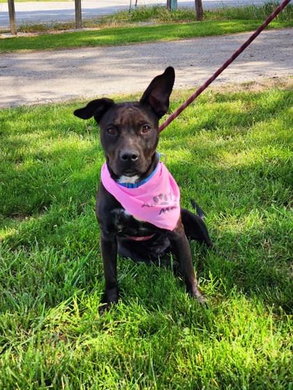 Aggie, Adoptable, Adult Female Staffordshire Bull Terrier & Mixed Breed.
